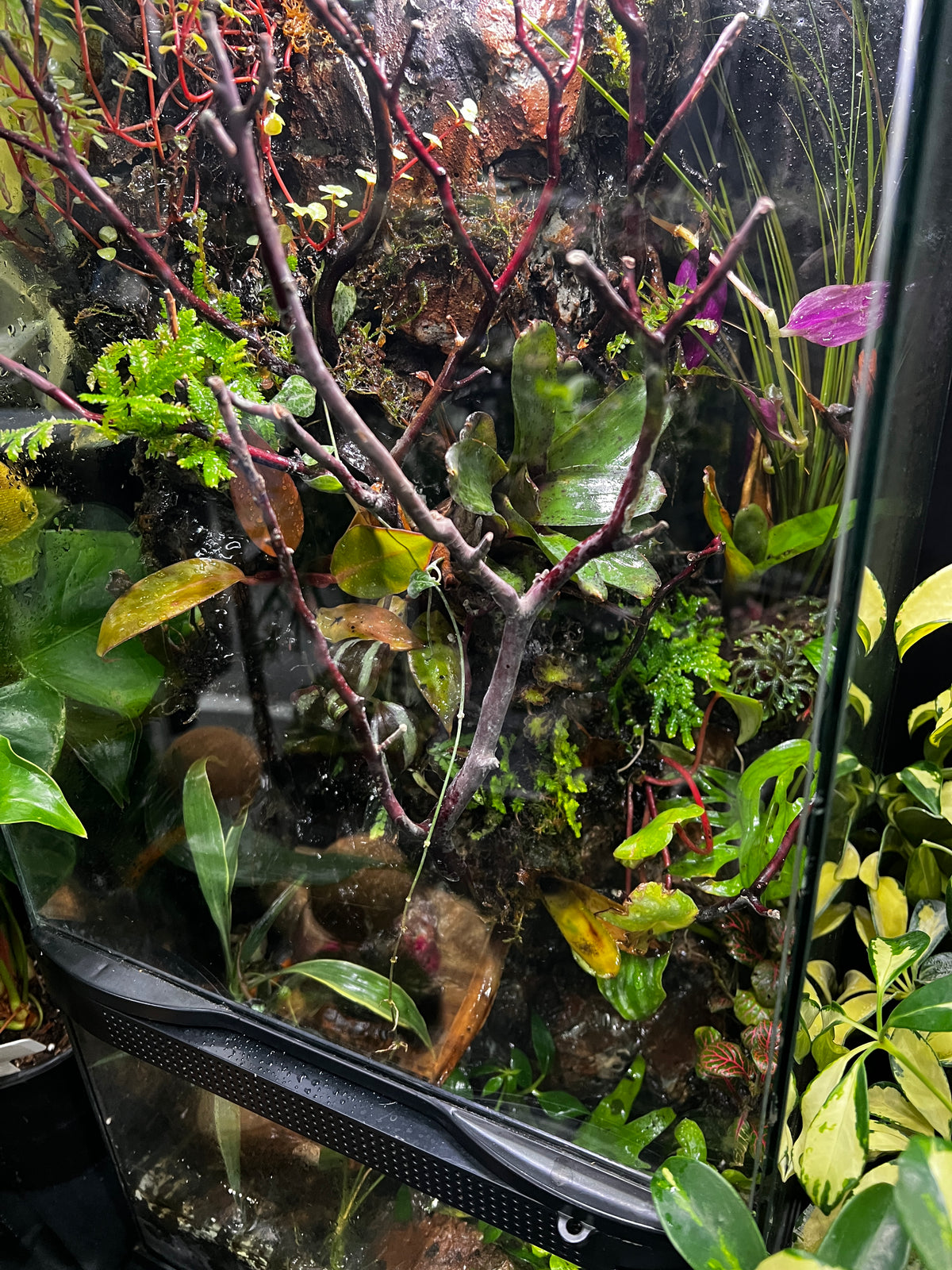 Paludarium 12x12x24