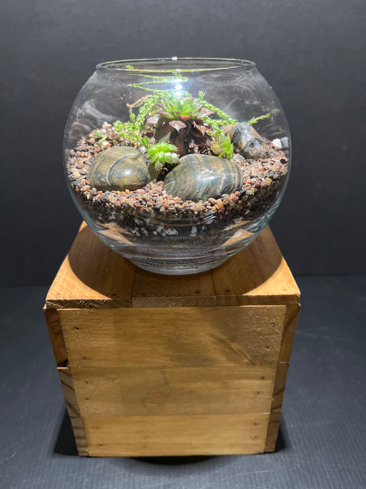 Terrarium #62