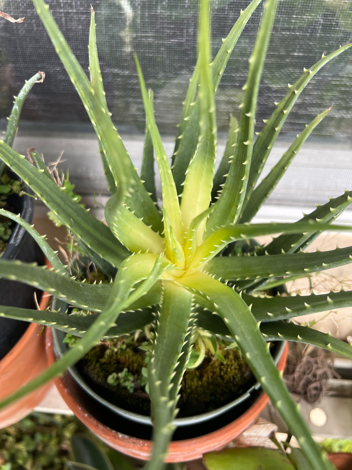 Live Plants: Aloe “Solar Flare”