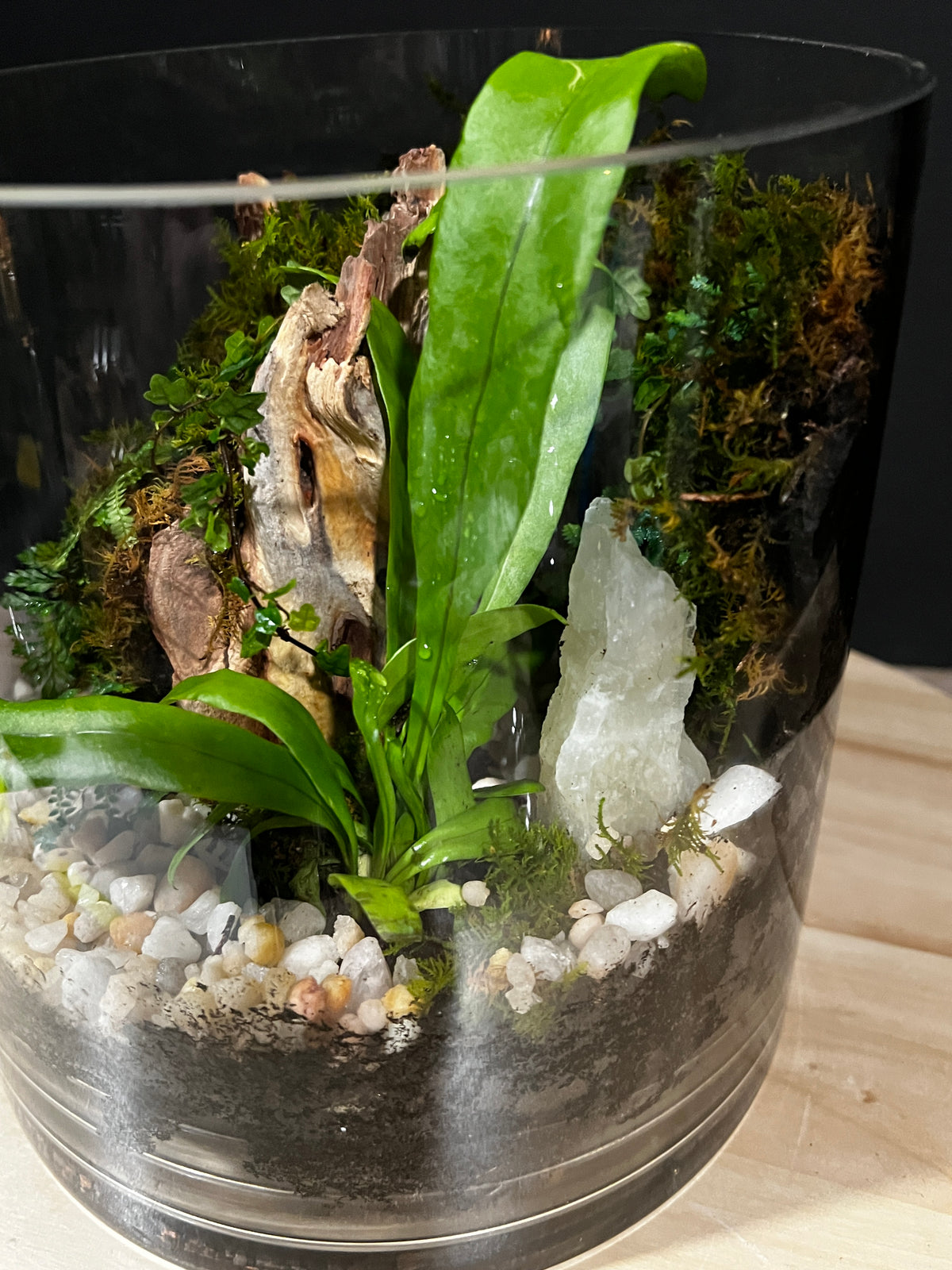 Terrarium 974