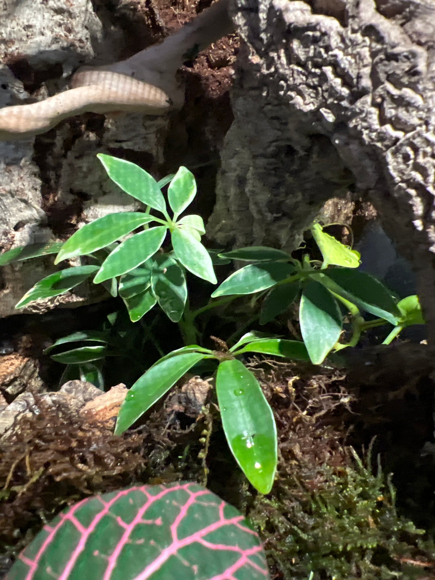 Terrarium 360 Habitat