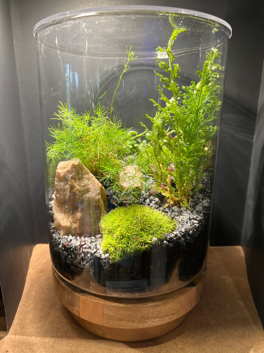 Terrarium 483