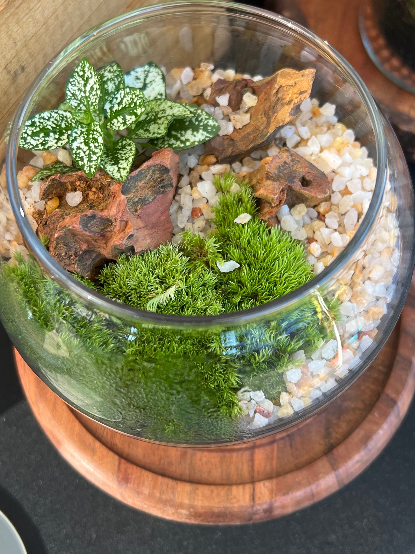 Terrarium 901