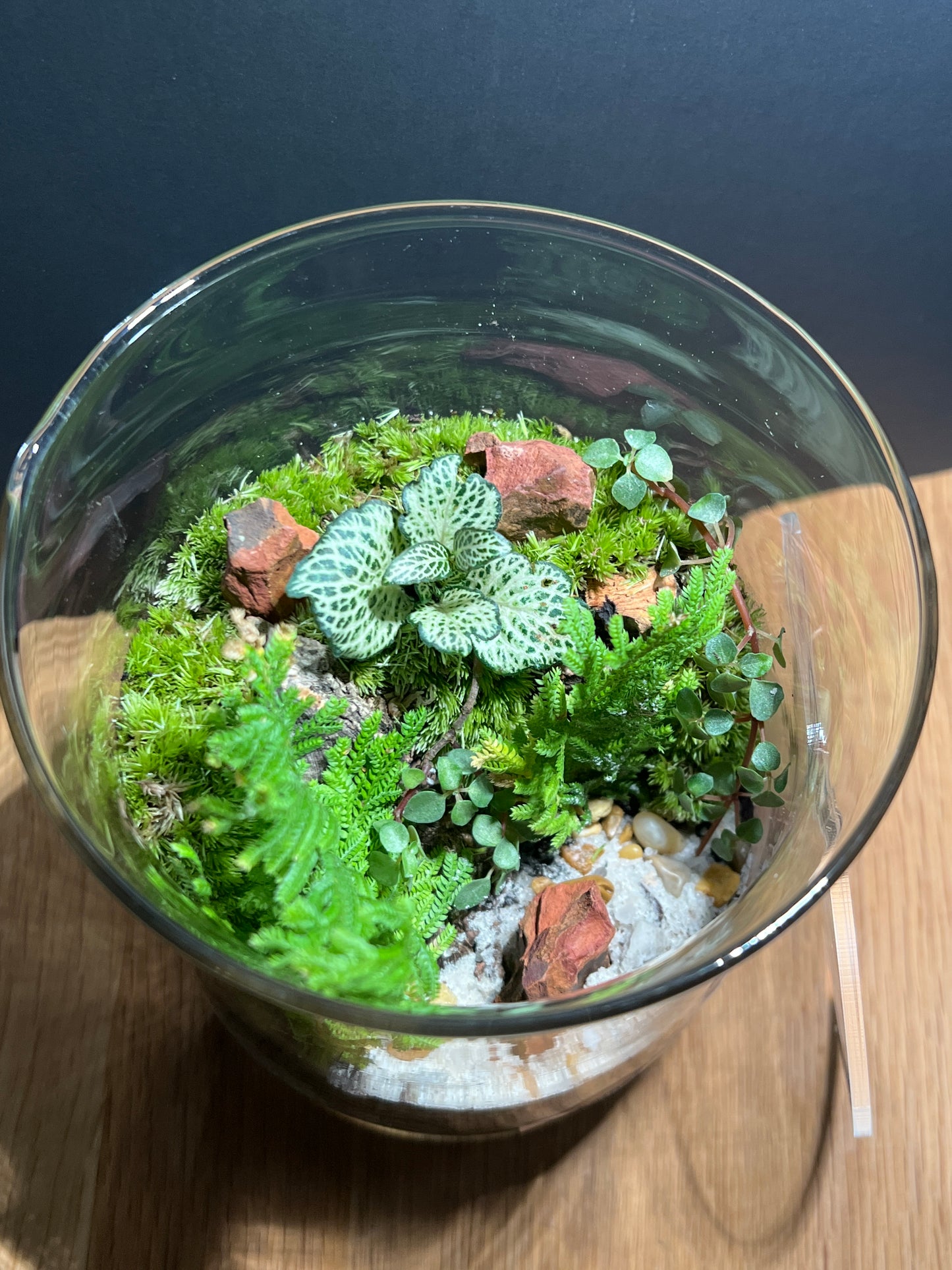 Terrarium 514