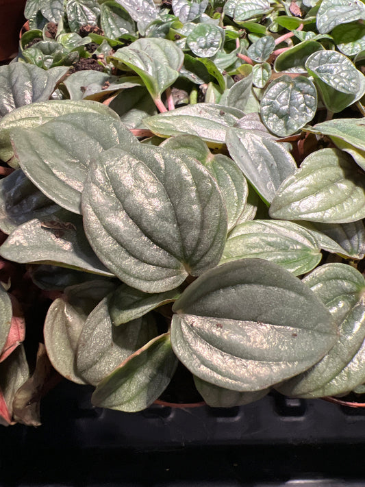 Terrarium Plants: Peperomia Varieties