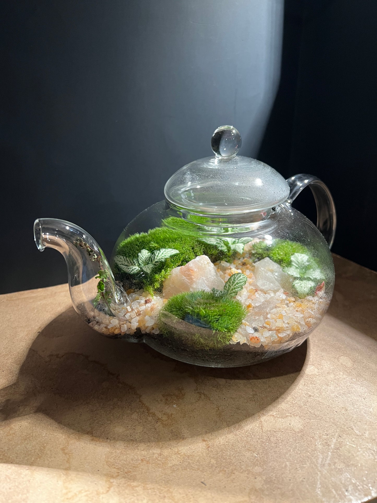 Terrarium 899