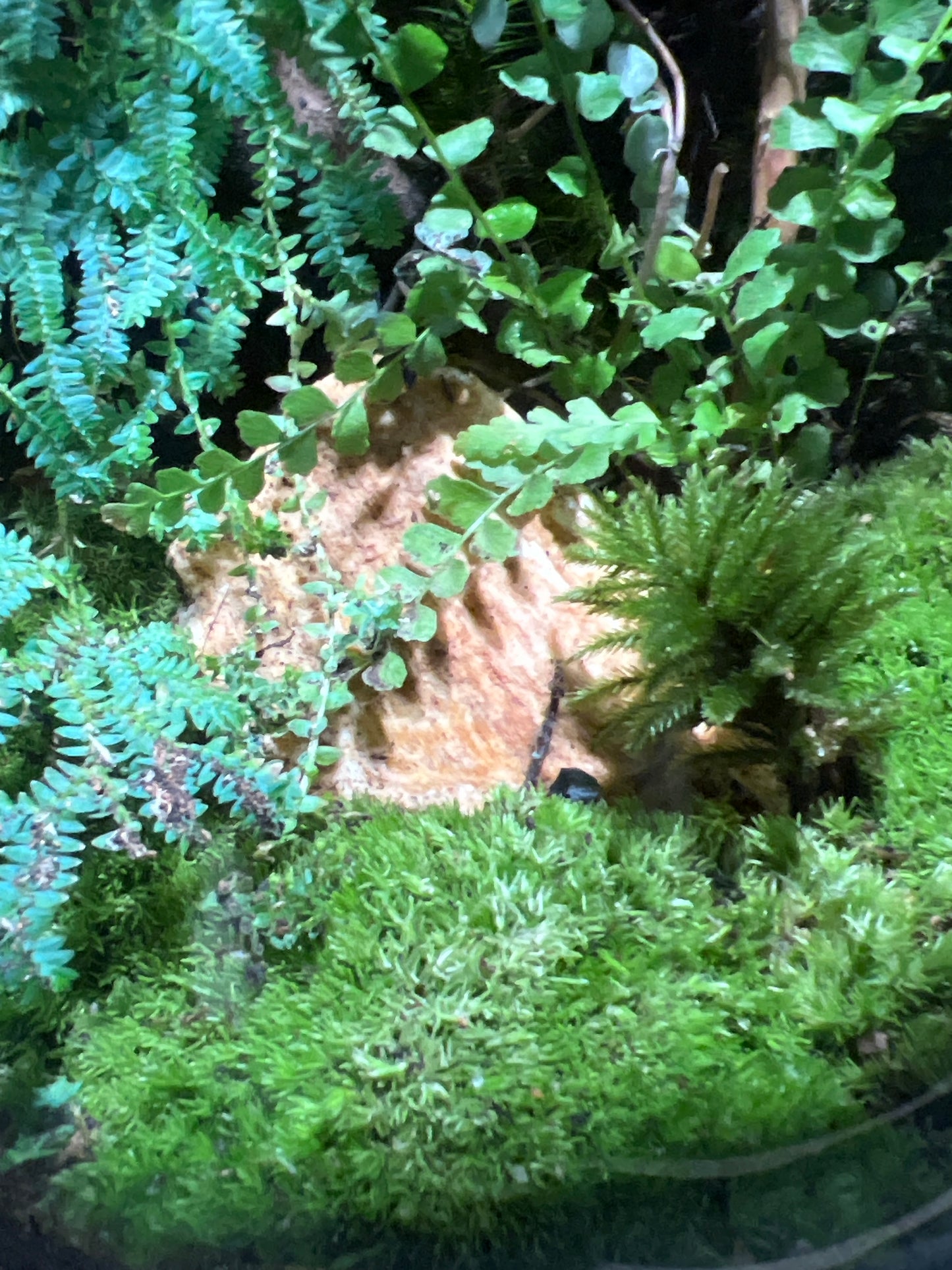 Terrarium #95