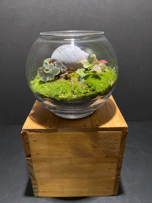 Terrarium #70