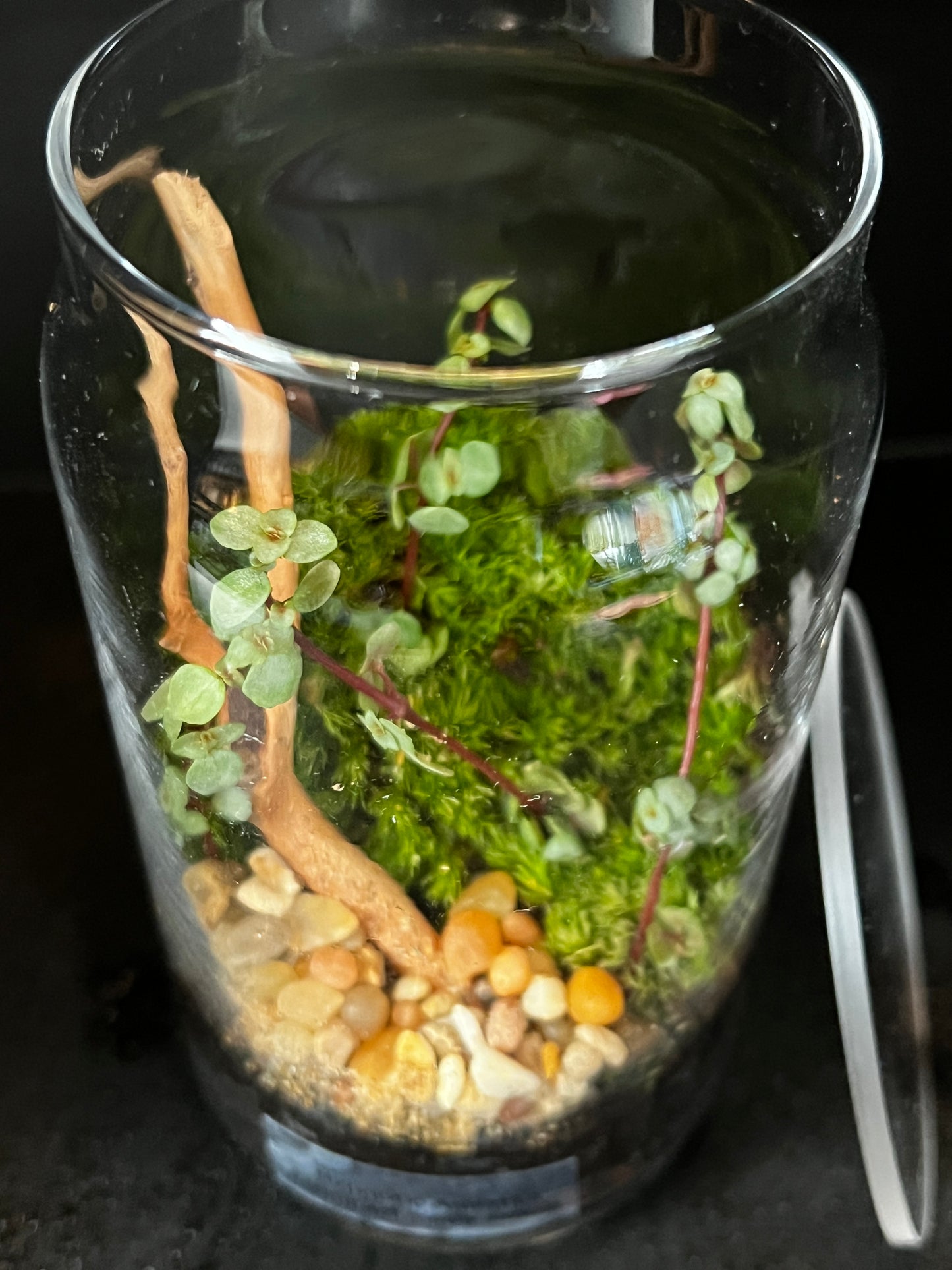 Terrarium 875