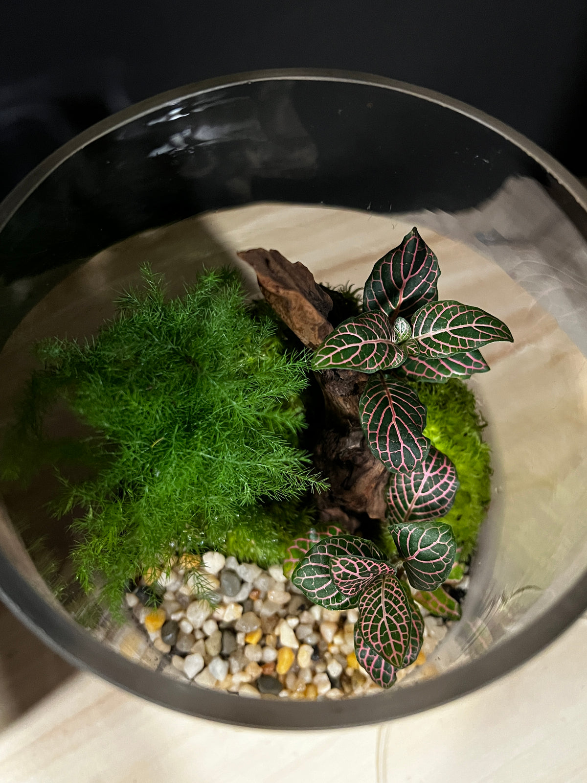 Terrarium 973