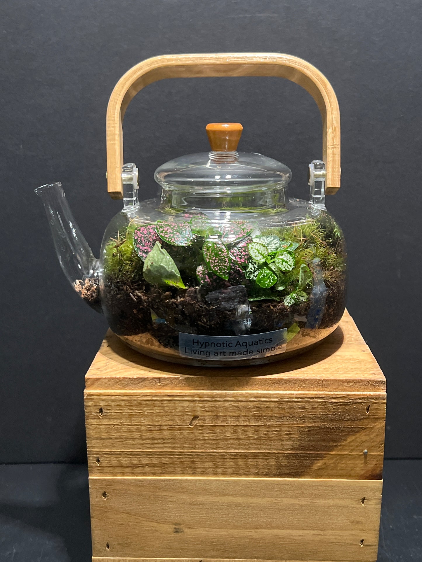 Terrarium #134