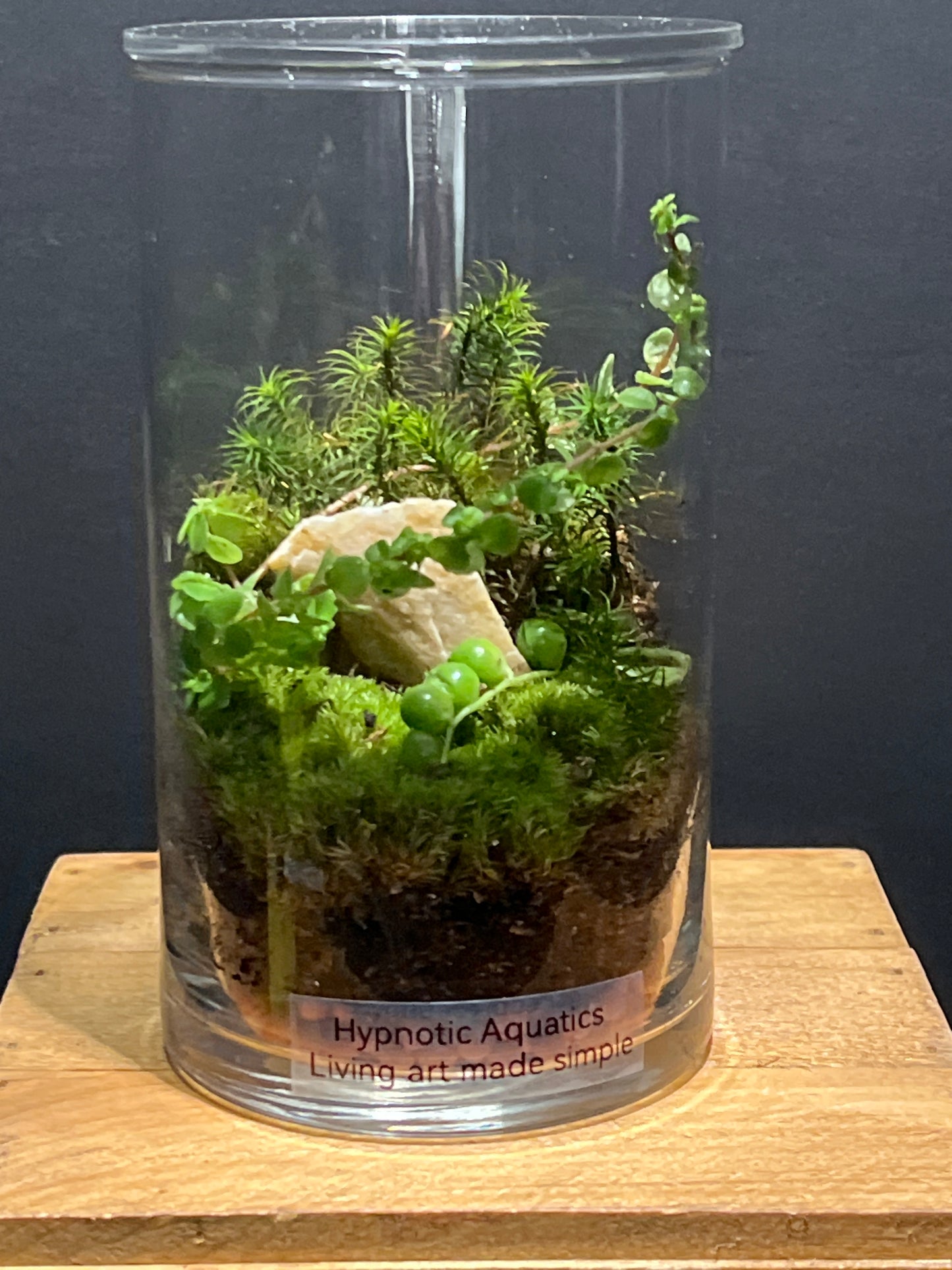 Terrarium #132