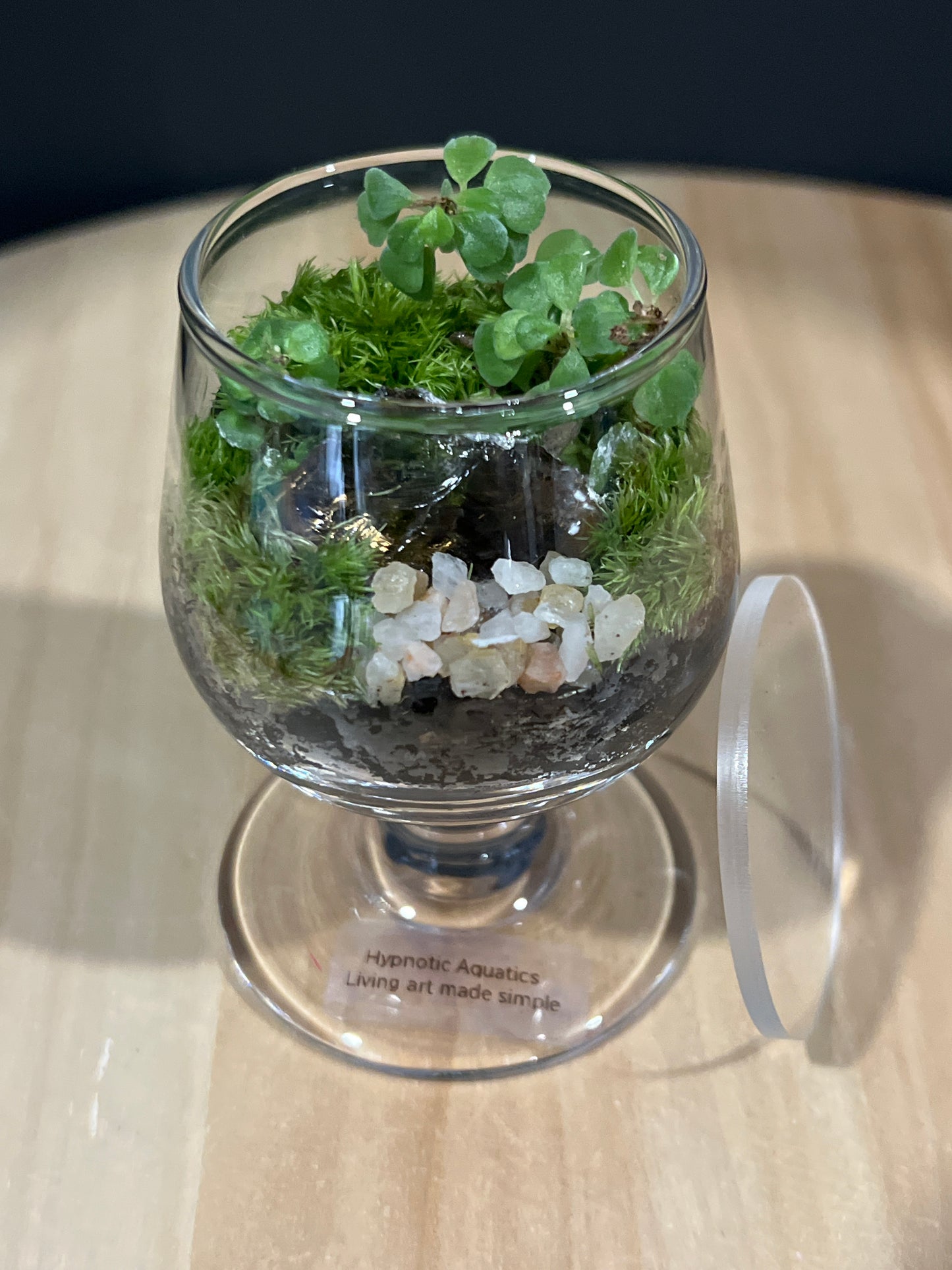 Terrarium 586