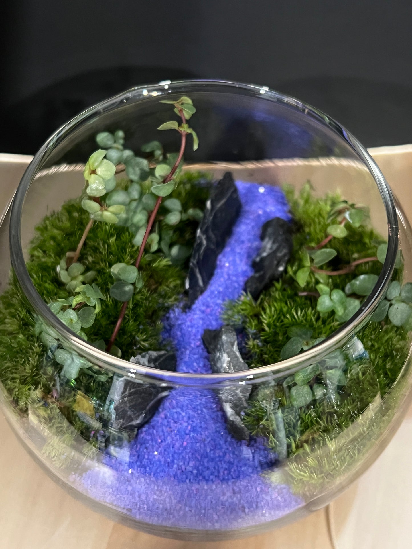 Terrarium 865