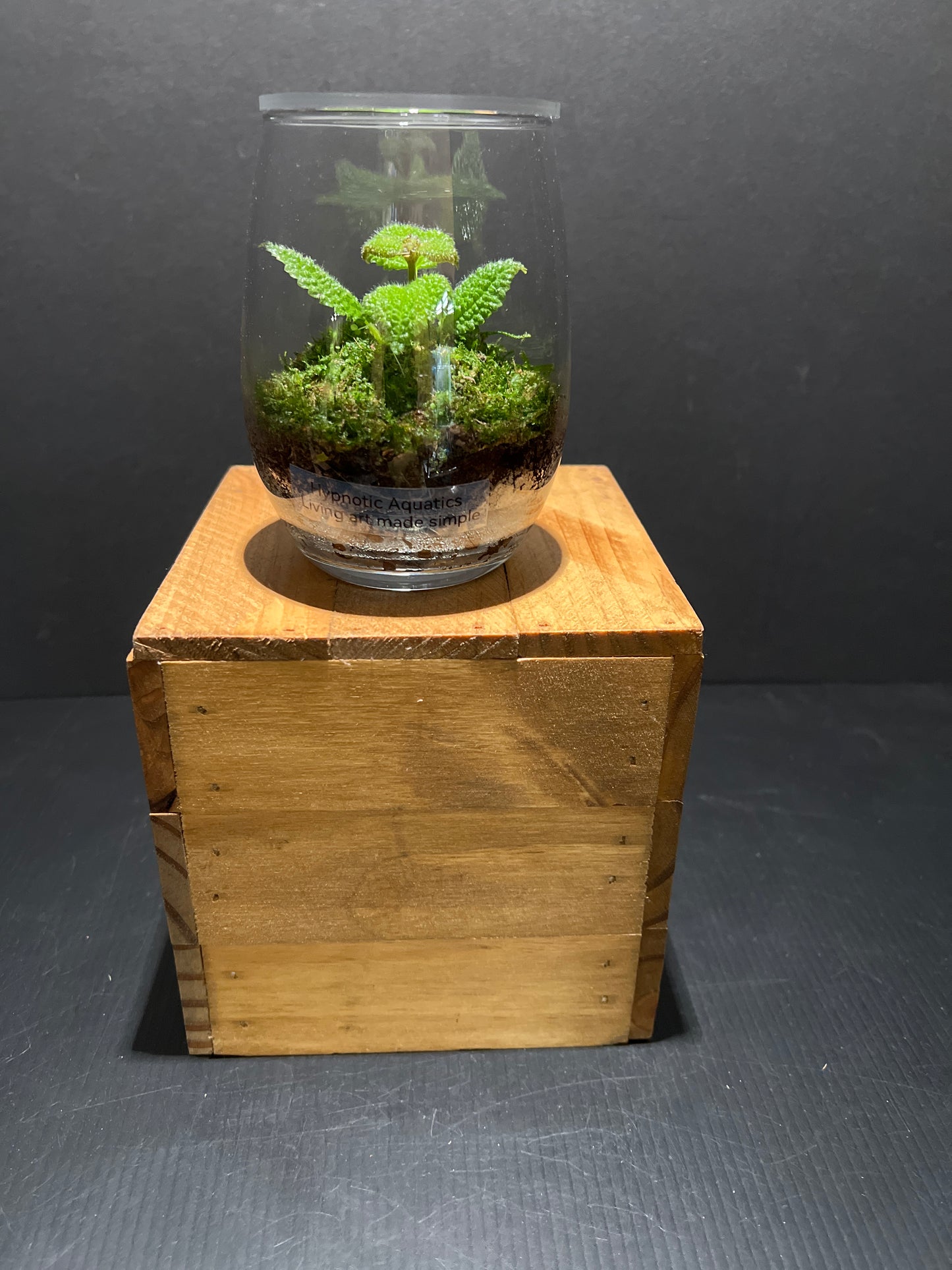 Terrarium #59