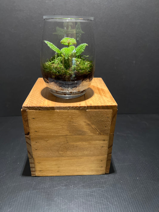 Terrarium #59