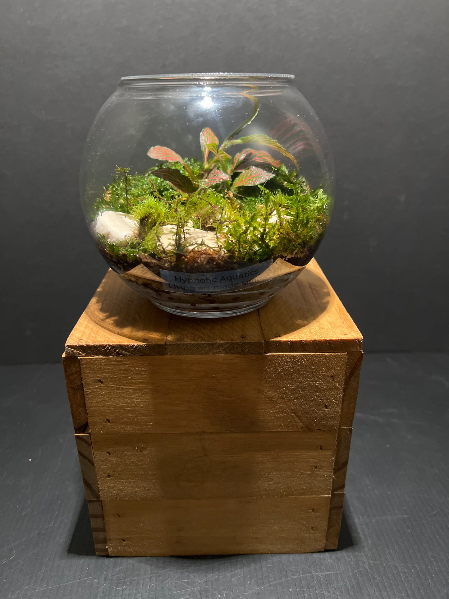 Terrarium #82