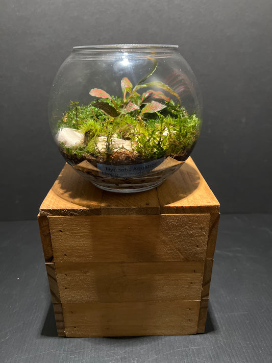 Terrarium #82