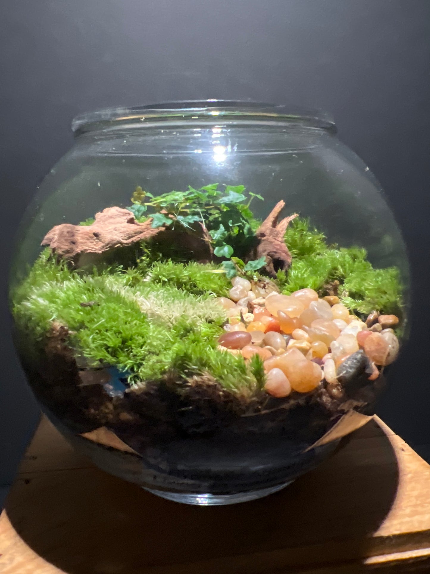 Terrarium #156