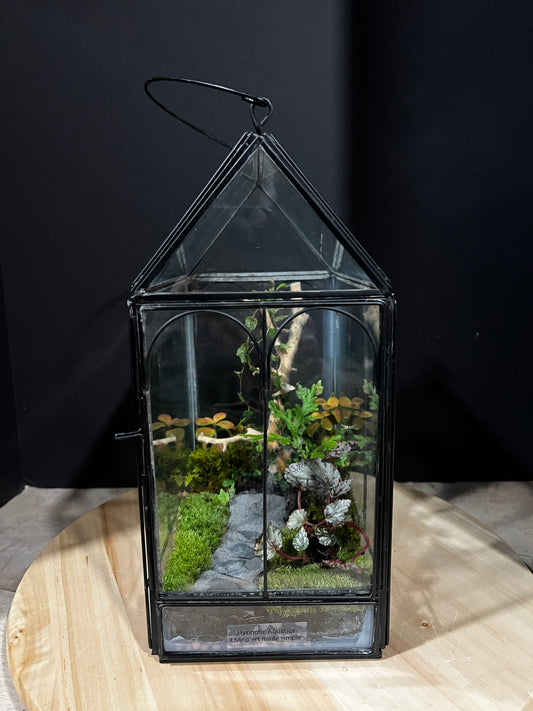 Terrarium 964