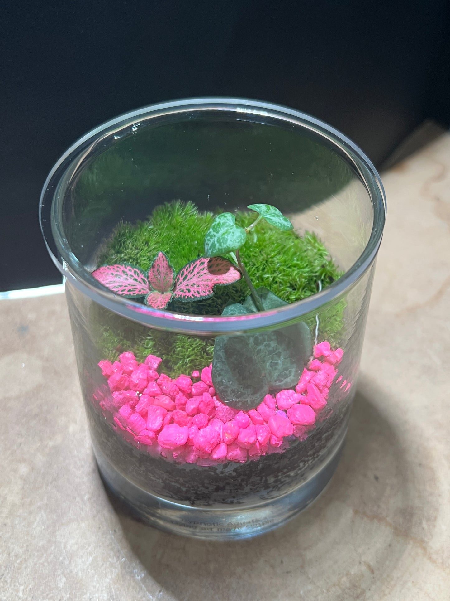 Terrarium 852