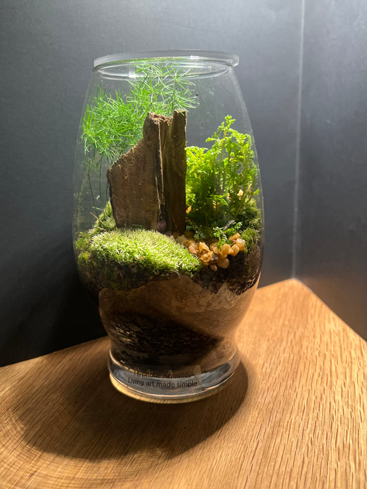 Terrarium #147