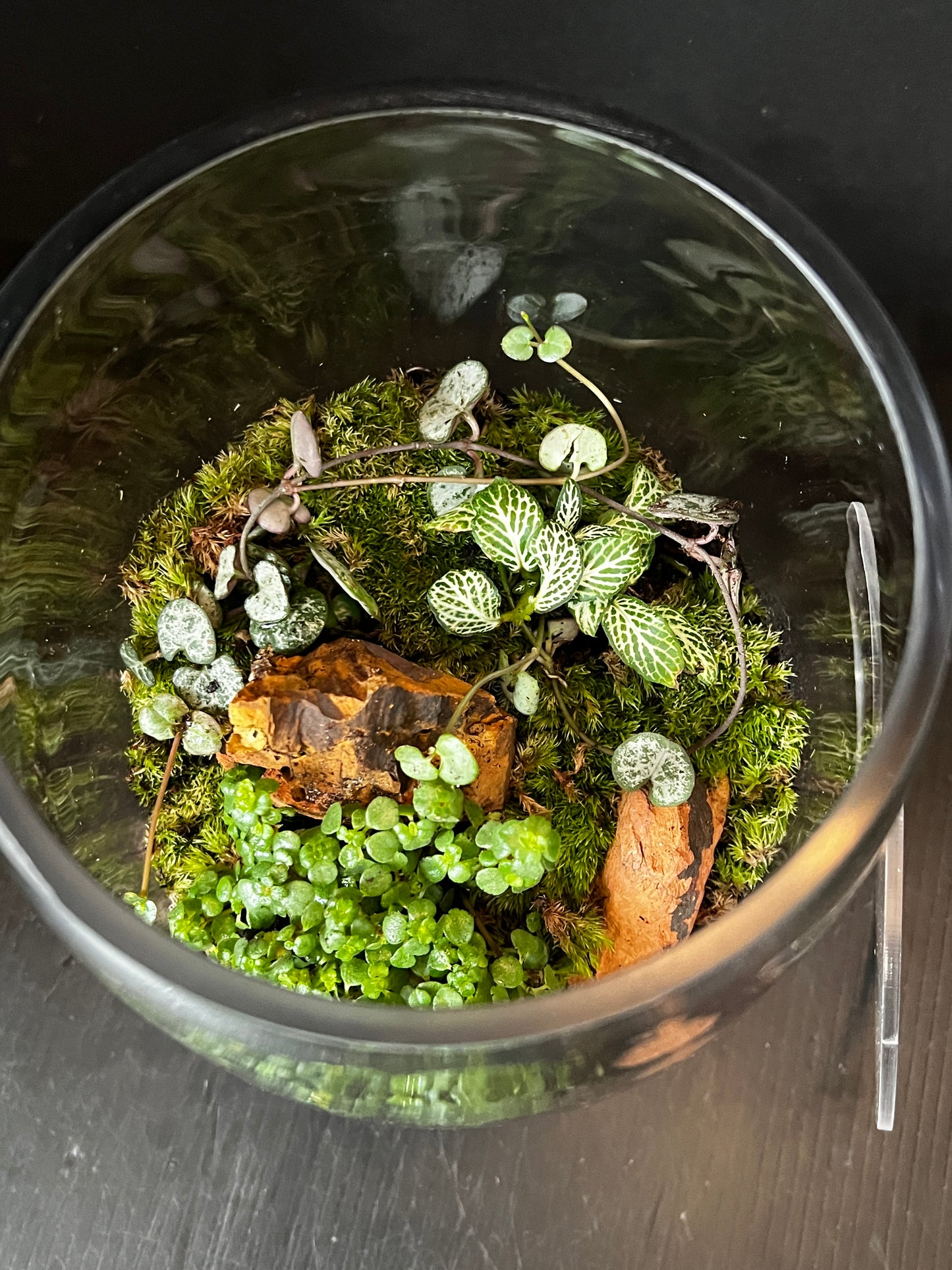 Terrarium 877