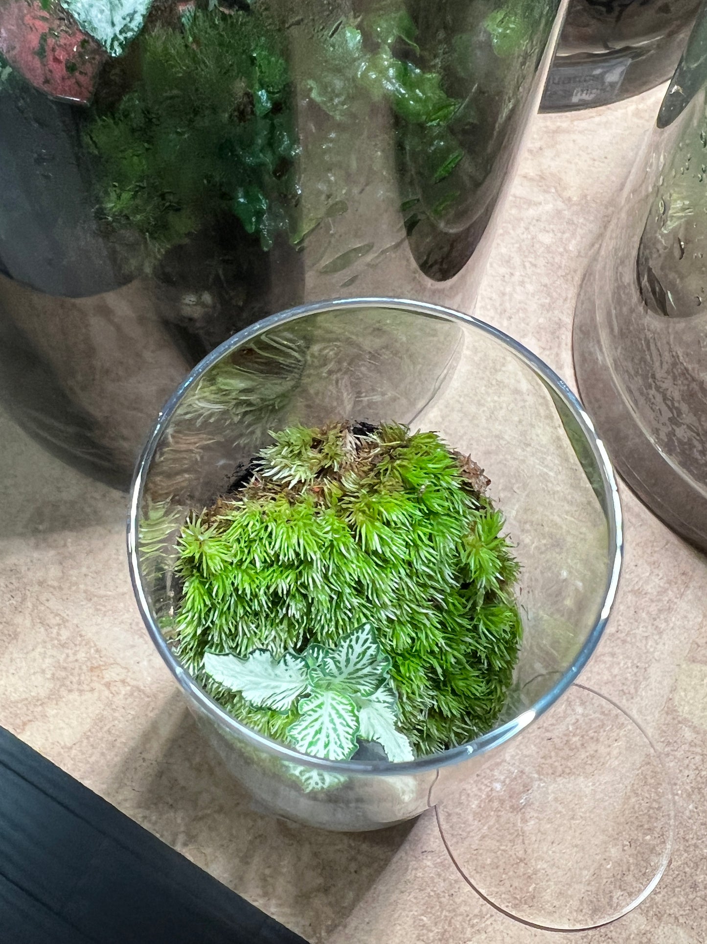Terrarium 835