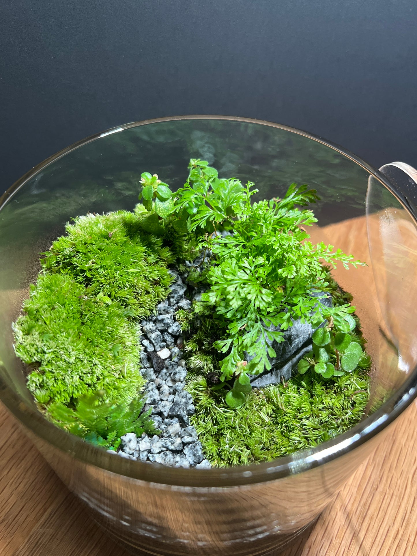 Terrarium 517
