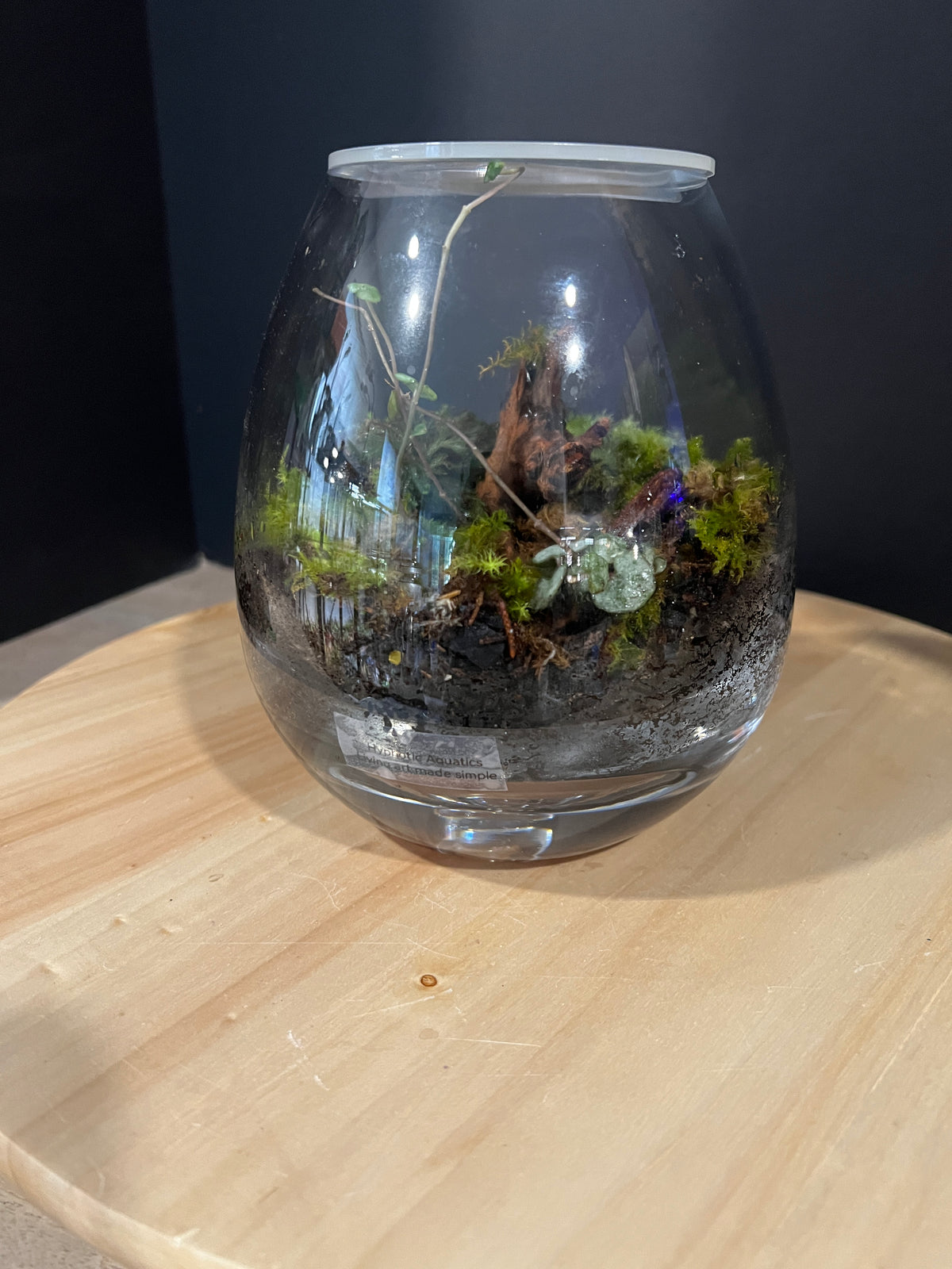 Terrarium 988