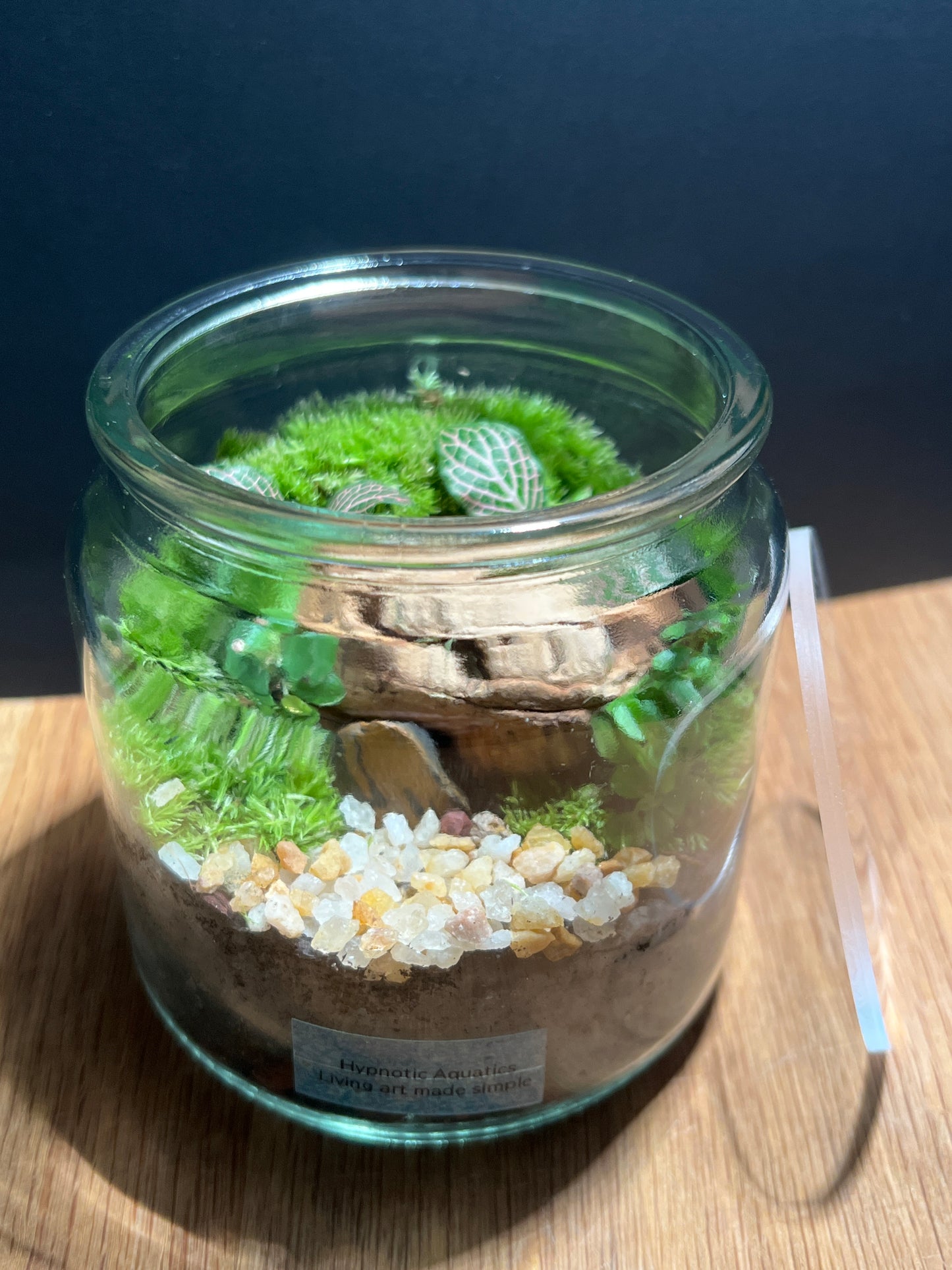 Terrarium 508