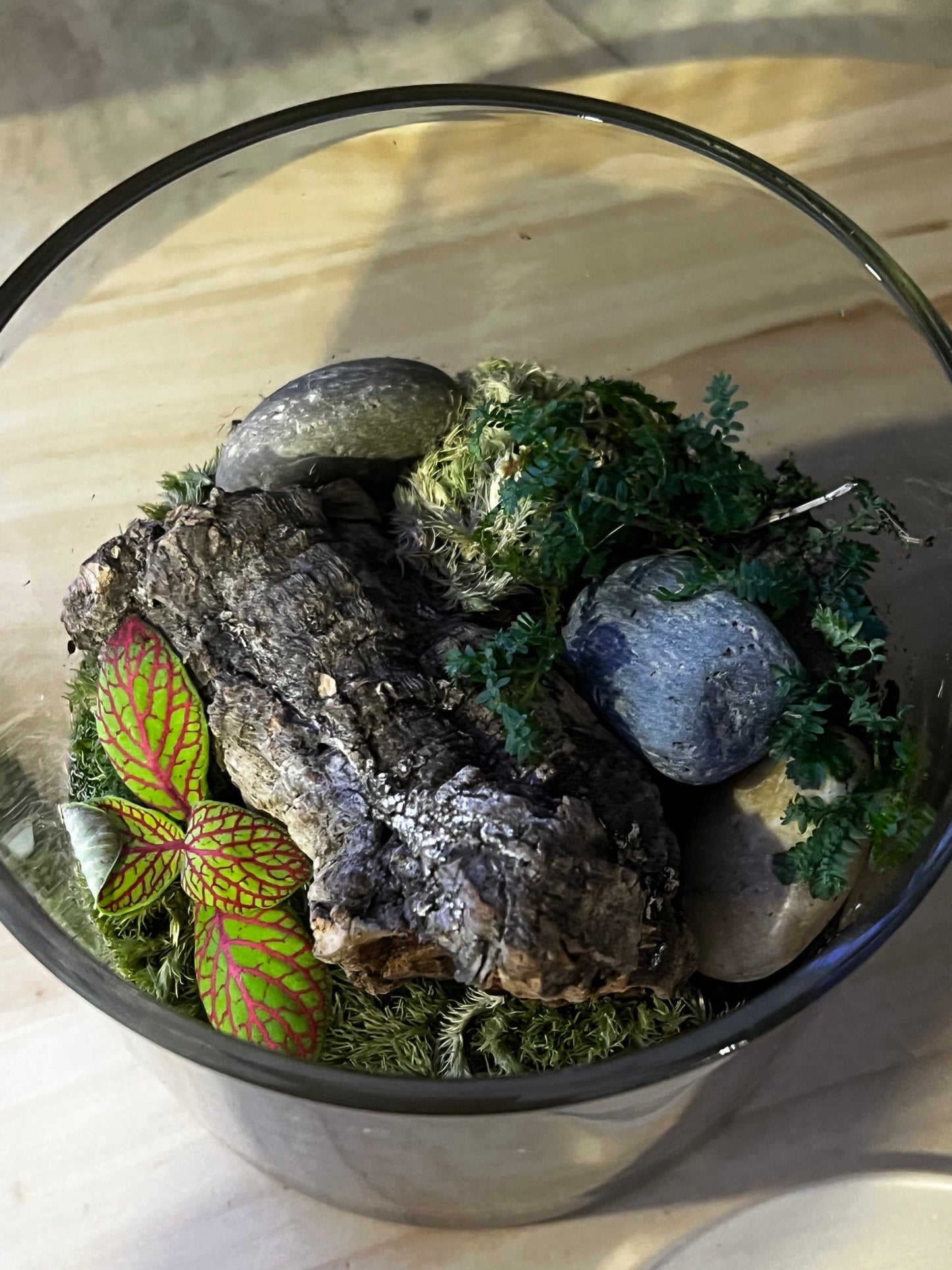 Terrarium 830