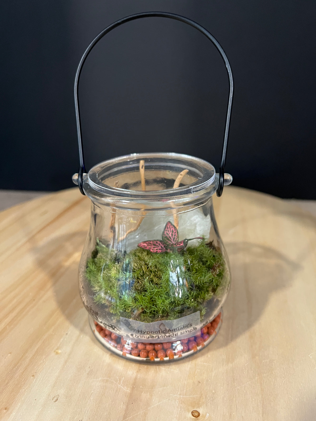 Terrarium 984