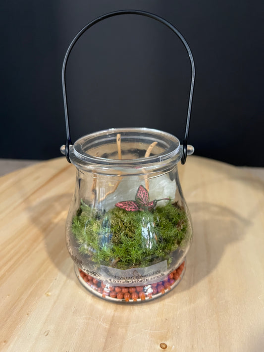 Terrarium 984