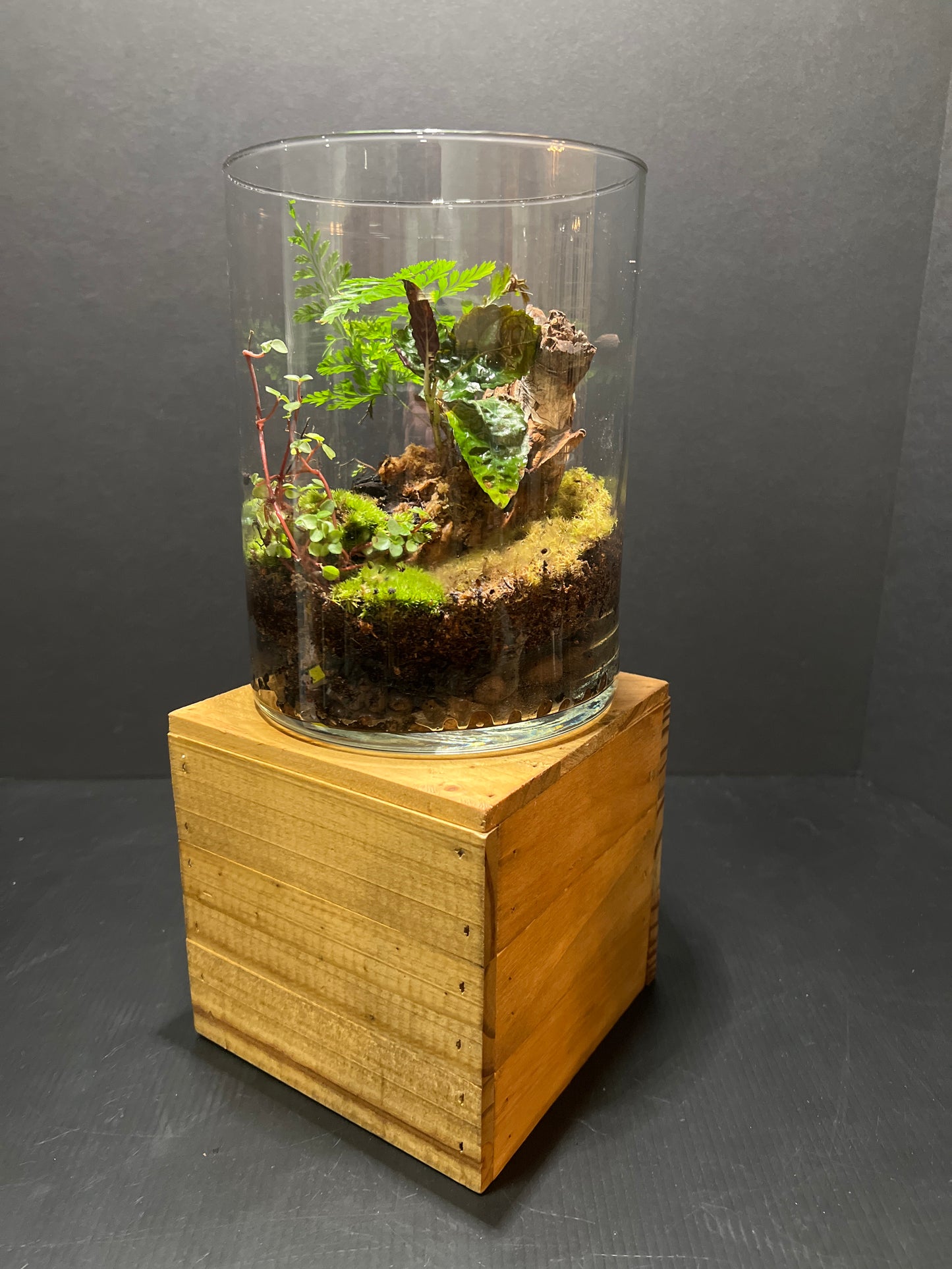 Terrarium #22