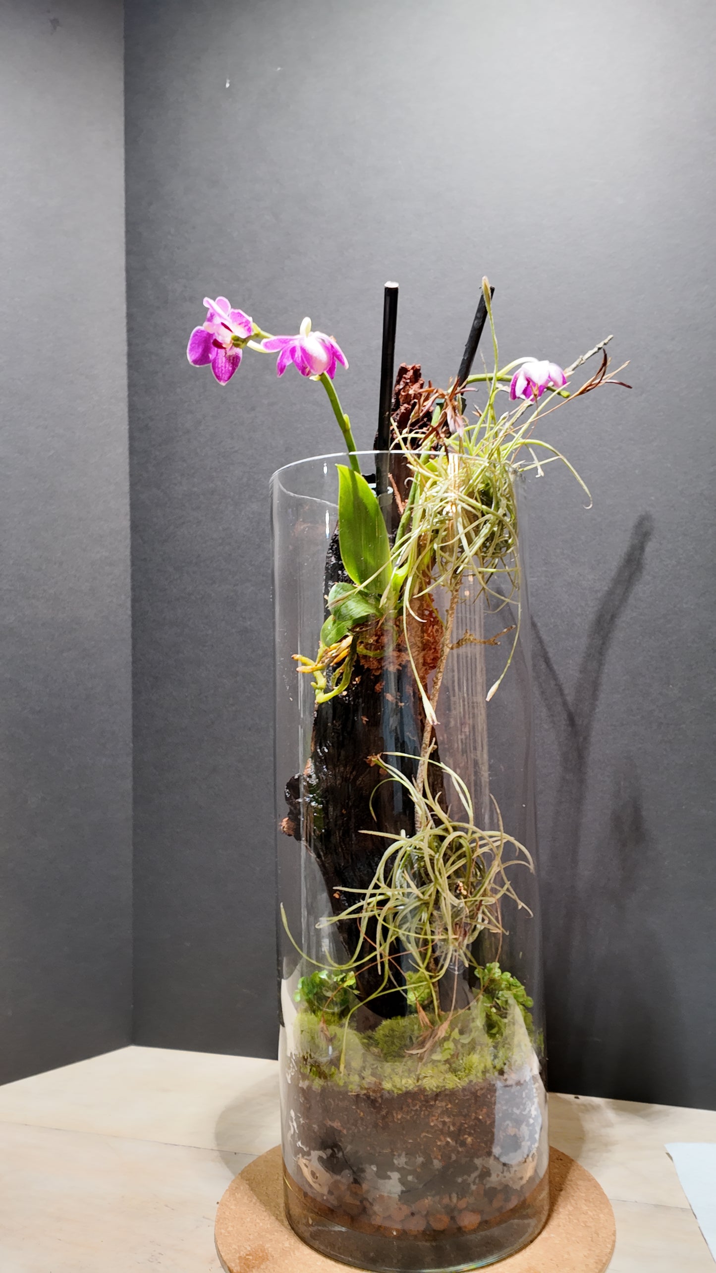 Terrarium #21