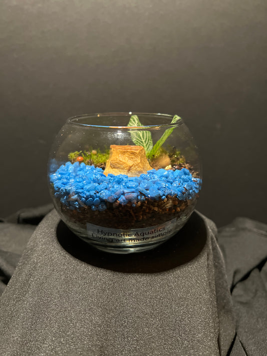 Terrarium #92