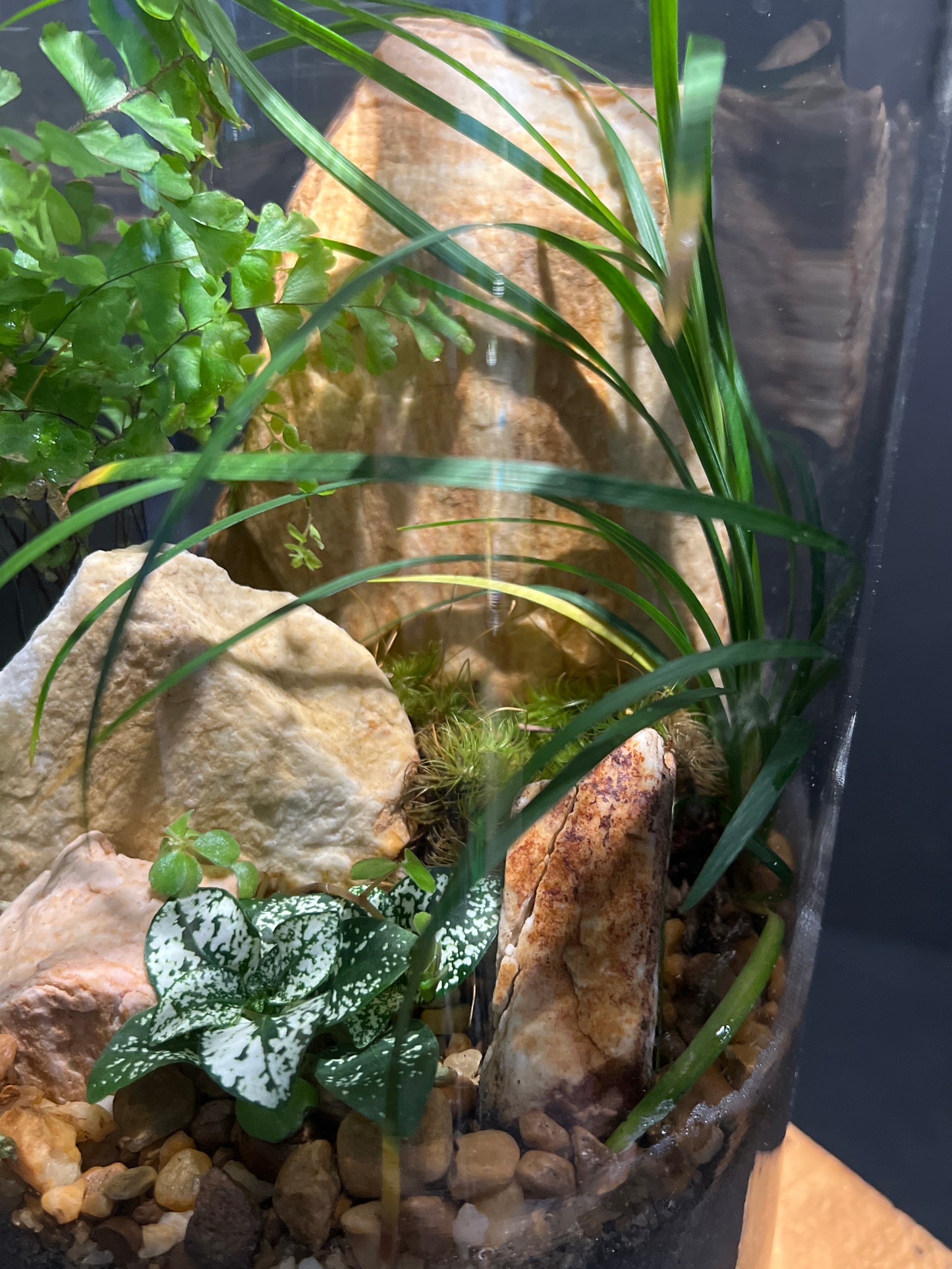 Terrarium #108
