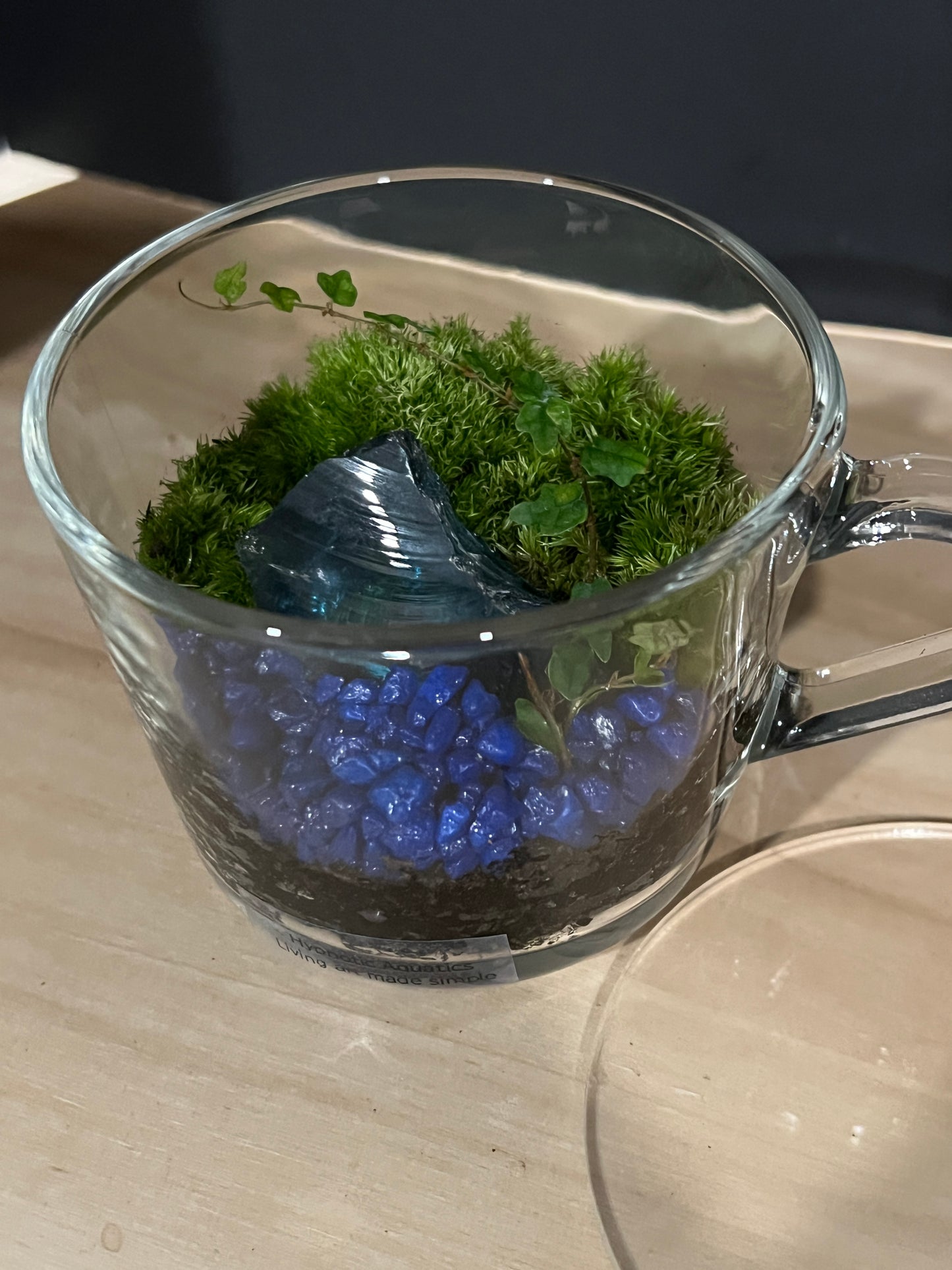 Terrarium 811
