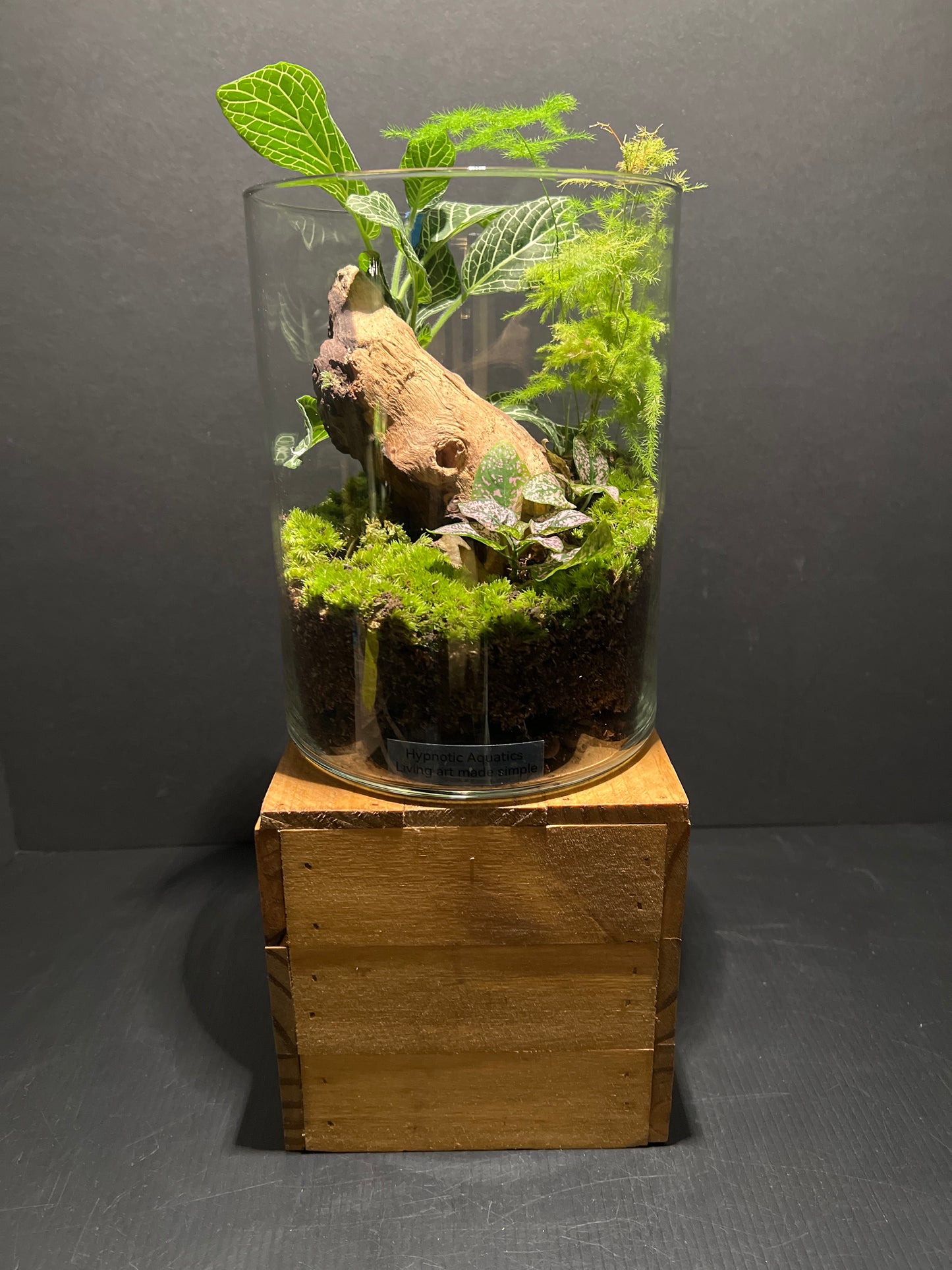Terrarium #64