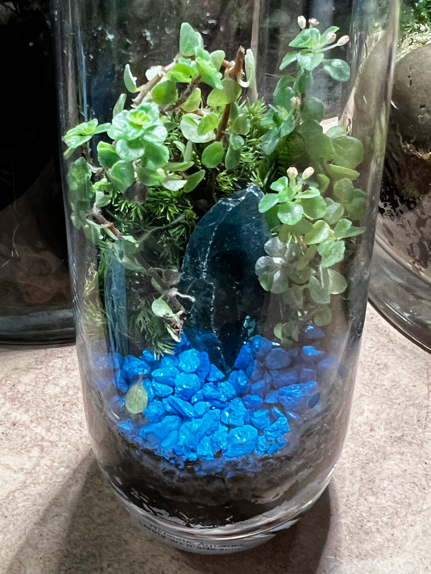 Terrarium 832