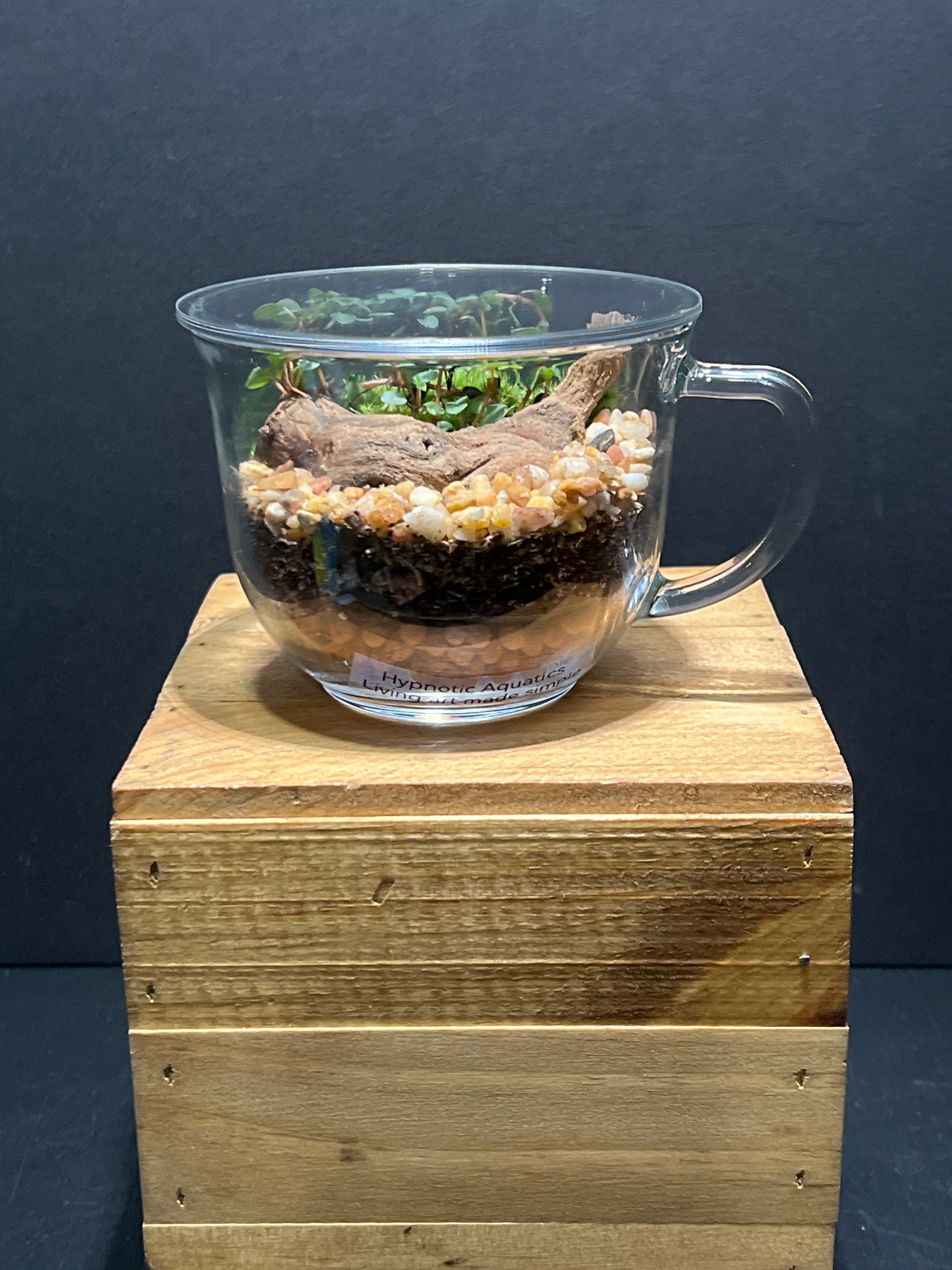 Terrarium #124