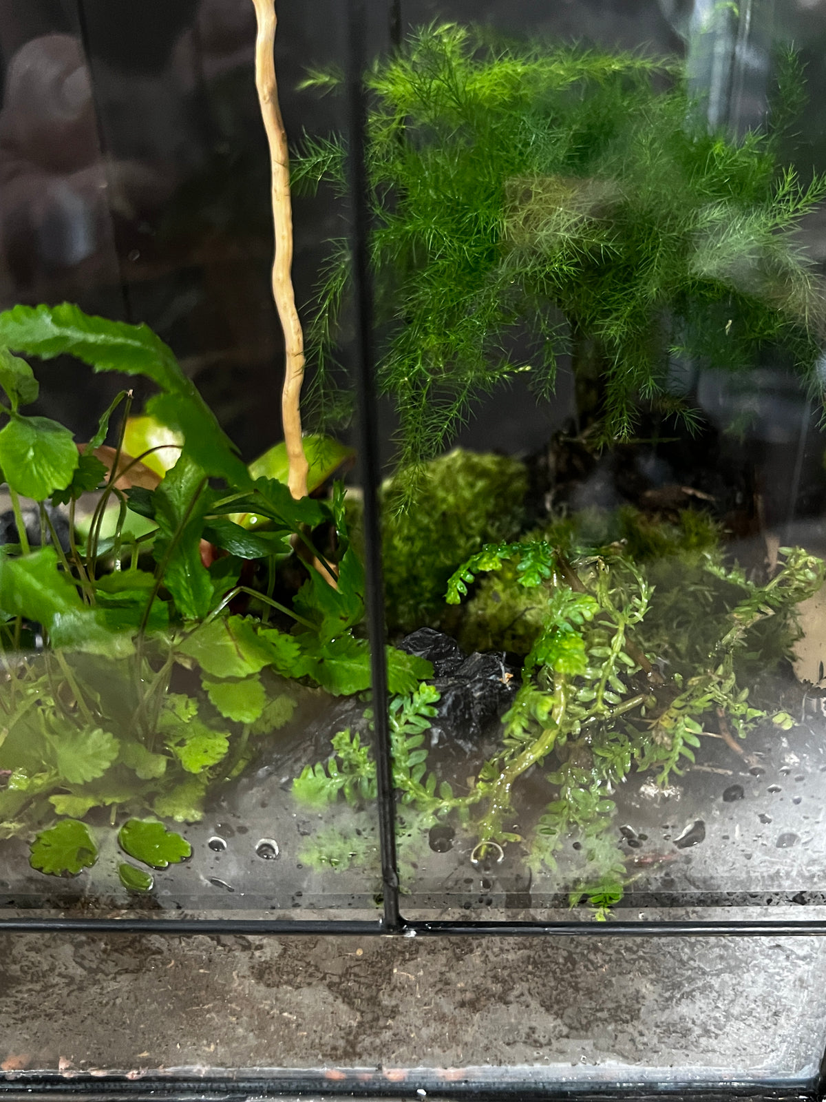Terrarium 996