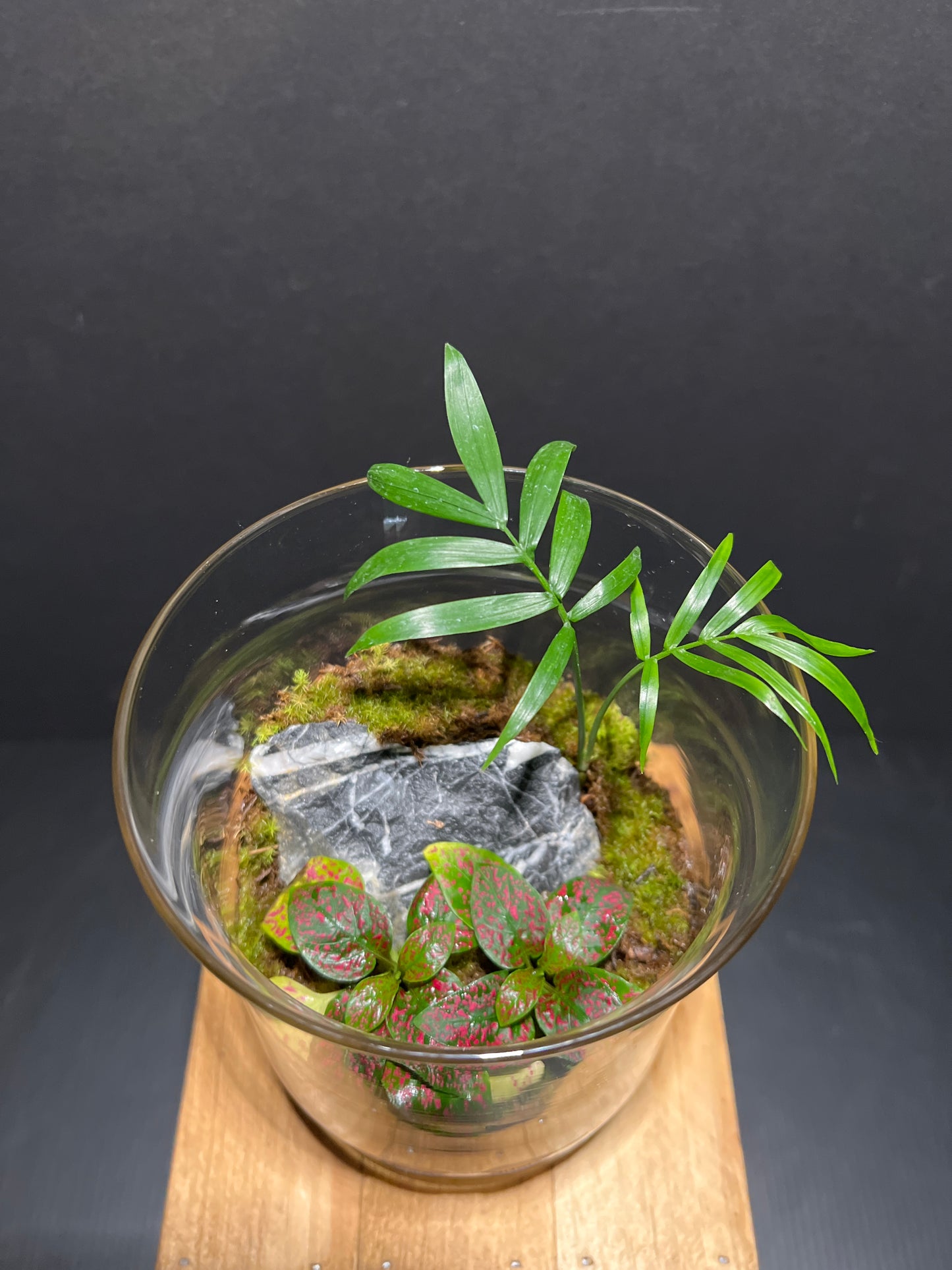 Terrarium #85