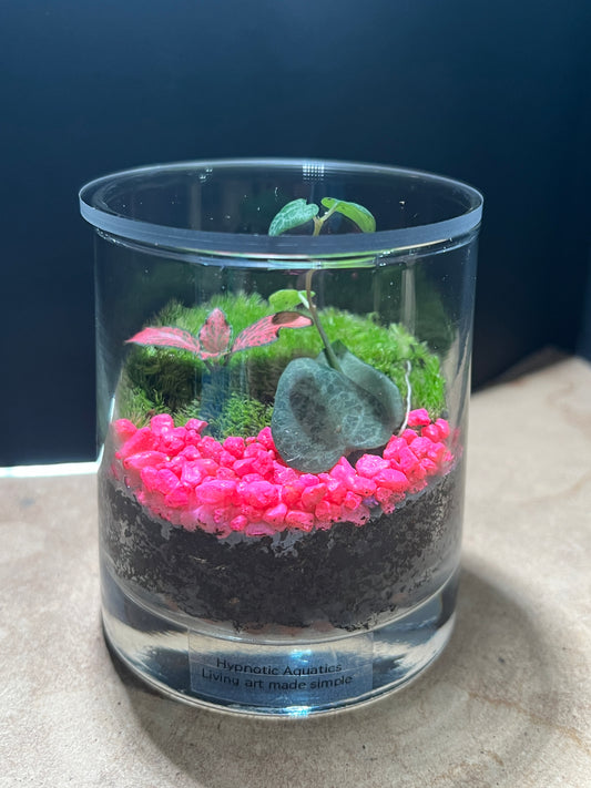 Terrarium 852