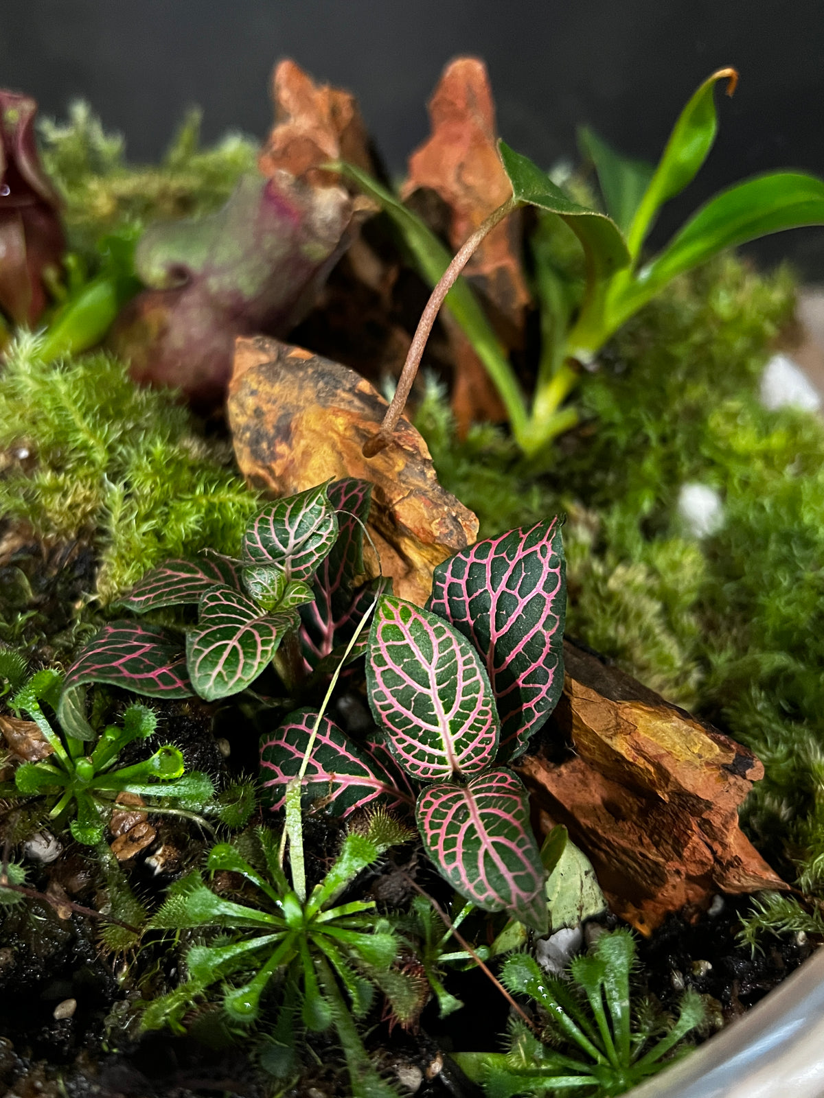 Terrarium 991