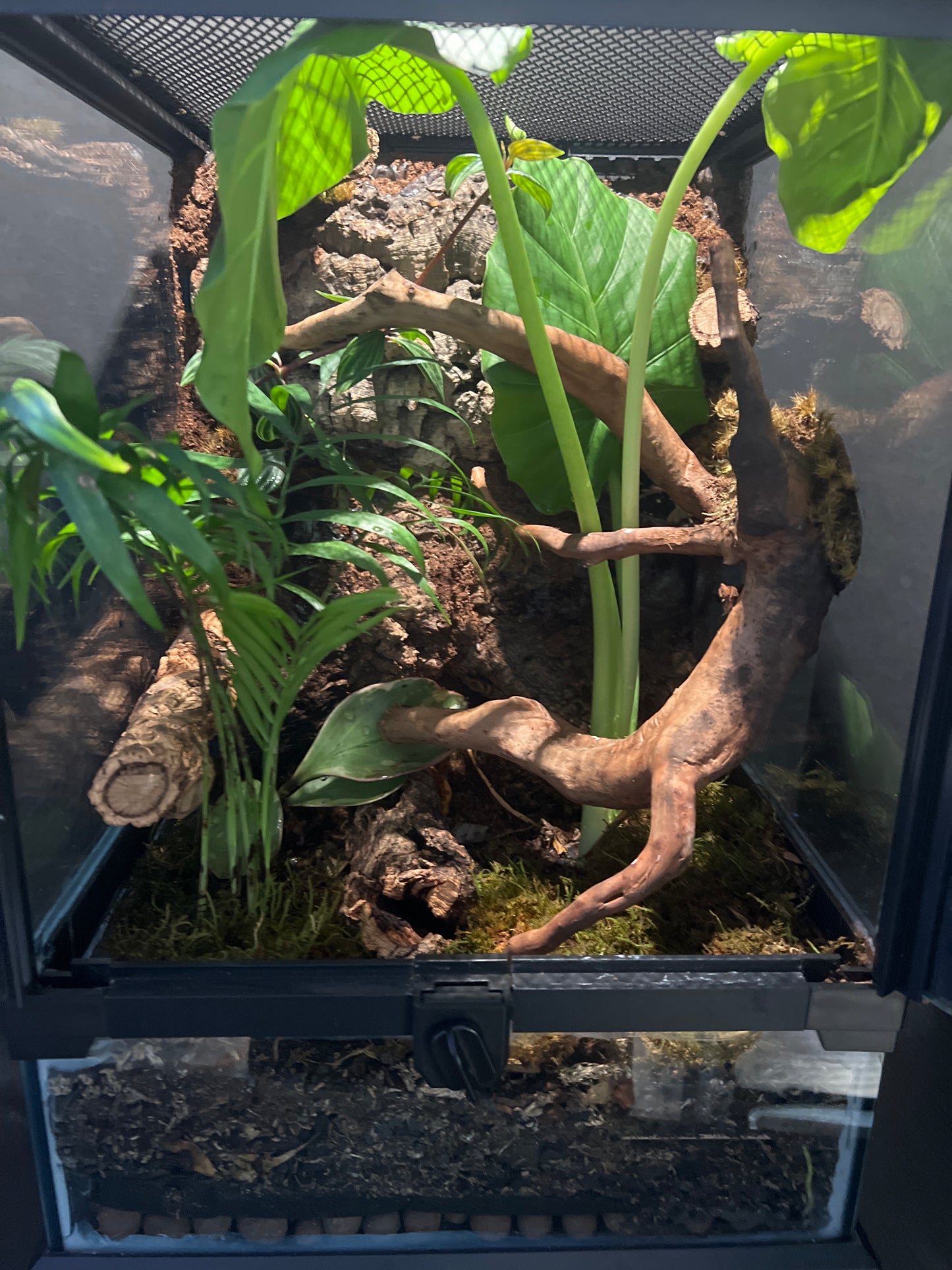 Terrarium 359 Habitat