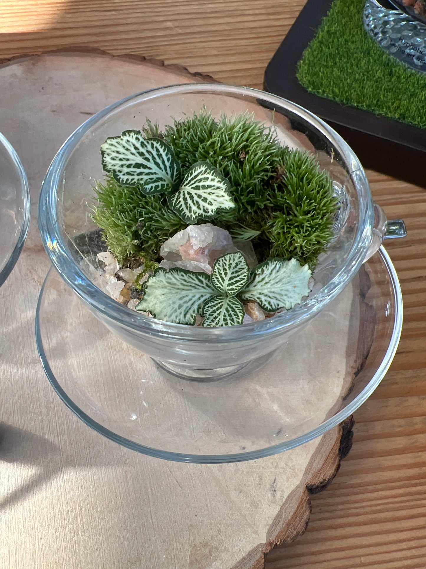 Terrarium 921 (seti)