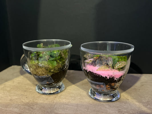 Terrarium 481 (seti)