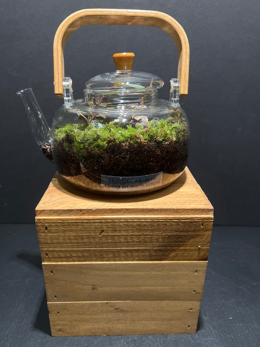 Terrarium #97